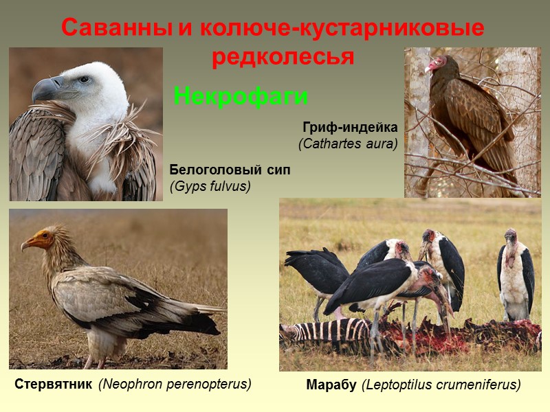 Саванны и колюче-кустарниковые редколесья Некрофаги Марабу (Leptoptilus crumeniferus) Стервятник (Neophron perenopterus)  Белоголовый сип